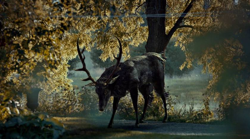 hannibal-the-stag.jpg